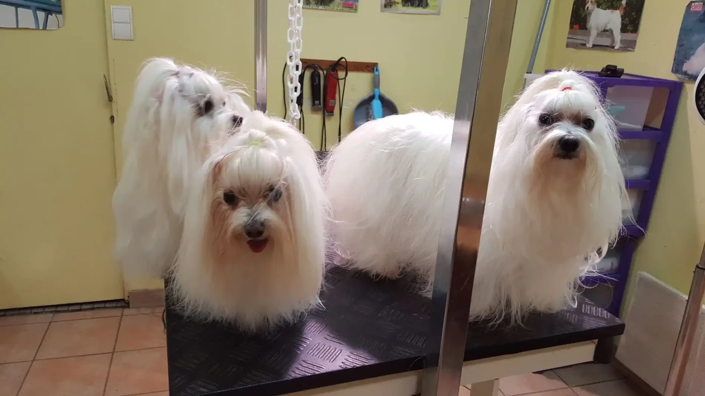 Bichon Maltais longs poils