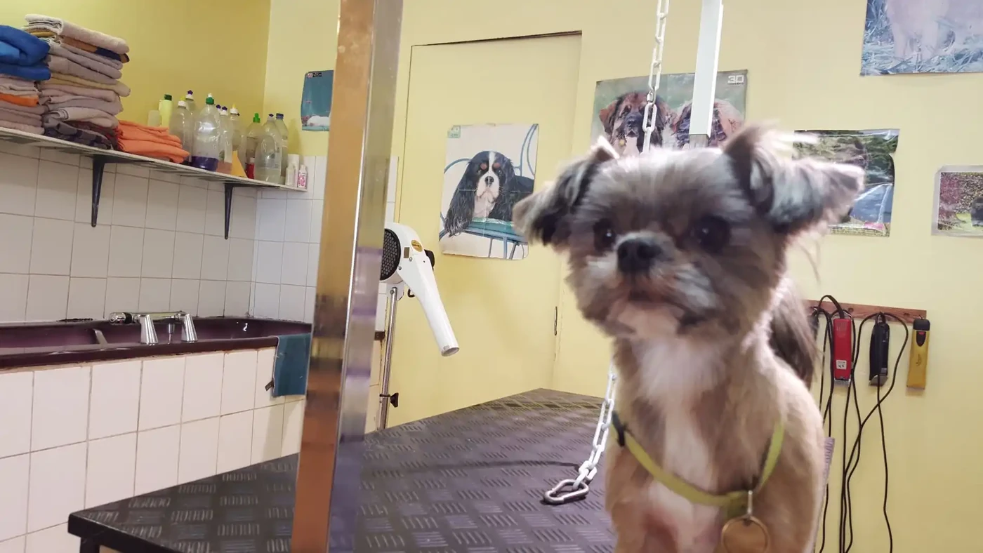 York croisé chihuahua